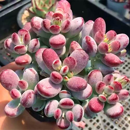 多肉植物乒乓福娘老桩大