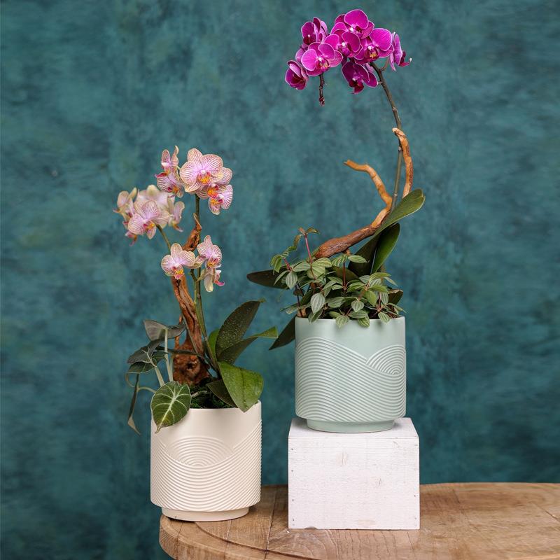 新中式陶瓷花盆蝴蝶兰小盆栽容器简约纯色桌面绿植盆器定制