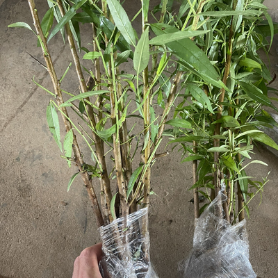 毛桃苗 树苗 山桃苗野桃苗实生桃苗桃树砧木苗野桃苗直生苗原生苗