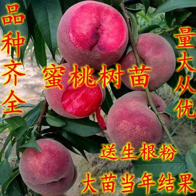 桃树苗嫁接锦绣白如玉盆栽结果