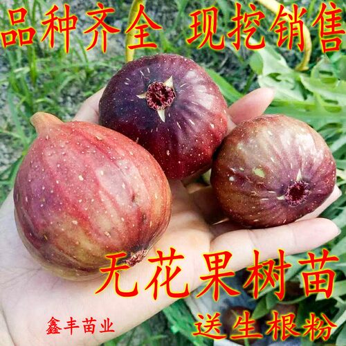南北方种植盆栽地栽无花果苗