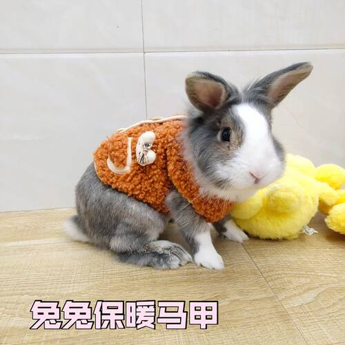 宠物兔兔衣服秋冬装保暖马甲兔子冬天防寒棉衣小兔防冻厚款衣服