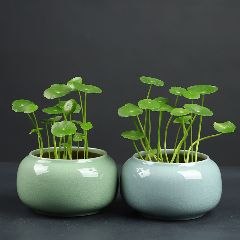 哥窑铜钱草桌面水养小清新小花盆