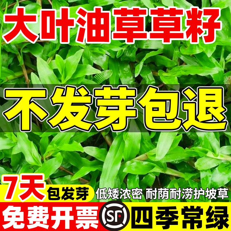 正宗大叶油草草籽庭院绿化地毯草种籽矮化免修剪四季常青草坪种子