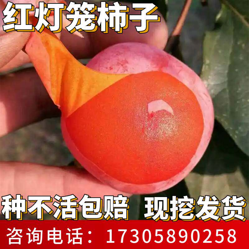 红灯笼柿子树苗南北方庭院种植耐寒软柿果苗盆栽嫁接无核当年结果