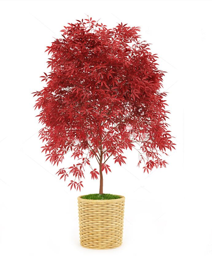 羽毛枫树苗庭院植物盆栽红枫树苗青红羽毛枫苗羽毛枫小苗绿化乔木