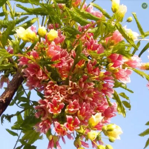 文冠花树苗浓香状元花苗庭院别墅