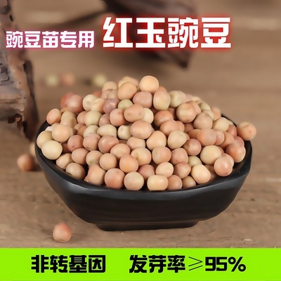 红玉豌豆发芽专用四季水培芽苗菜