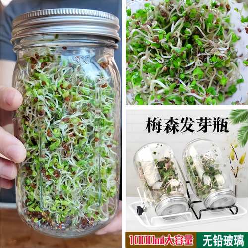 家用梅森发芽瓶西兰花种子水培瓶