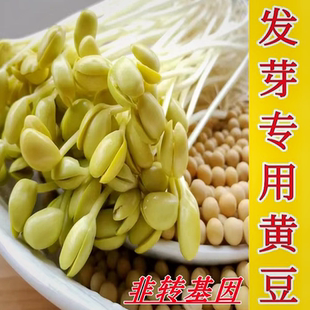 发芽专用黄豆东北黑龙江芽豆发芽专用豆农家自种非转基因小金黄豆