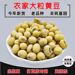 大粒黄豆打豆浆专用豆腐脑非转基因苏北椭圆形老品种农家笨土黄豆