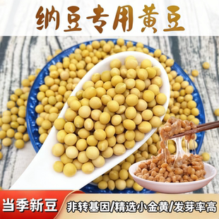 纳豆专用黄豆小粒690小金黄当季 新货非转基因芽豆东北农家小黄豆