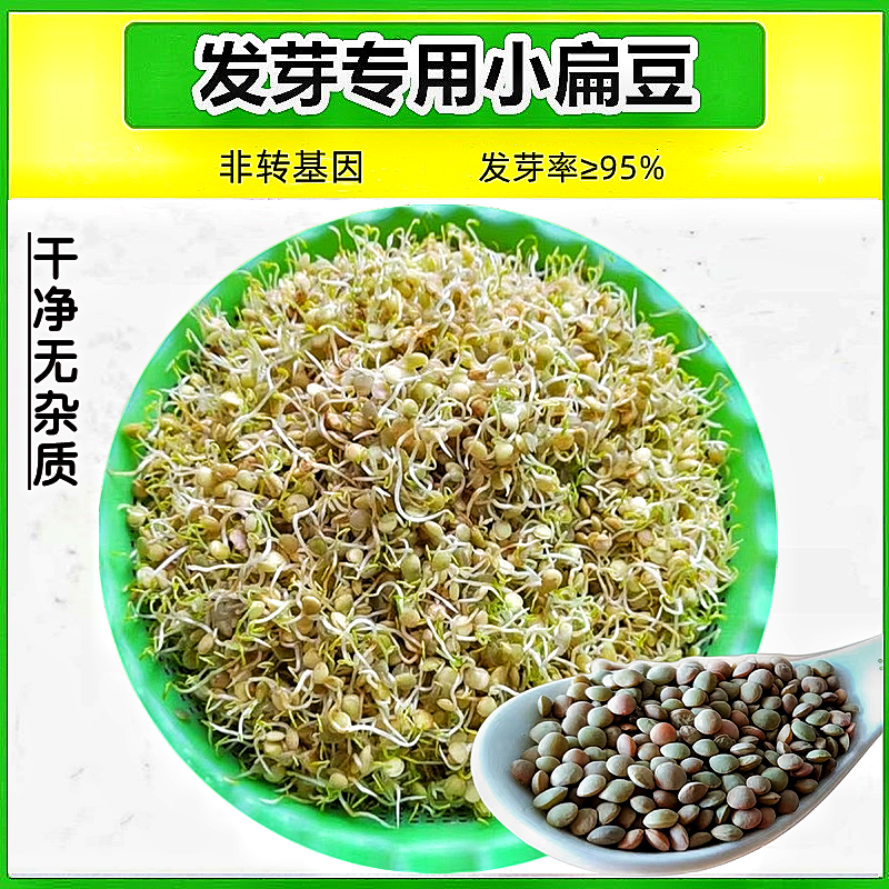 发芽专用小扁豆甘肃特产农家高原金豌豆兵豆绿扁豆五谷杂粮扁豆子 粮油调味/速食/干货/烘焙 其它 原图主图