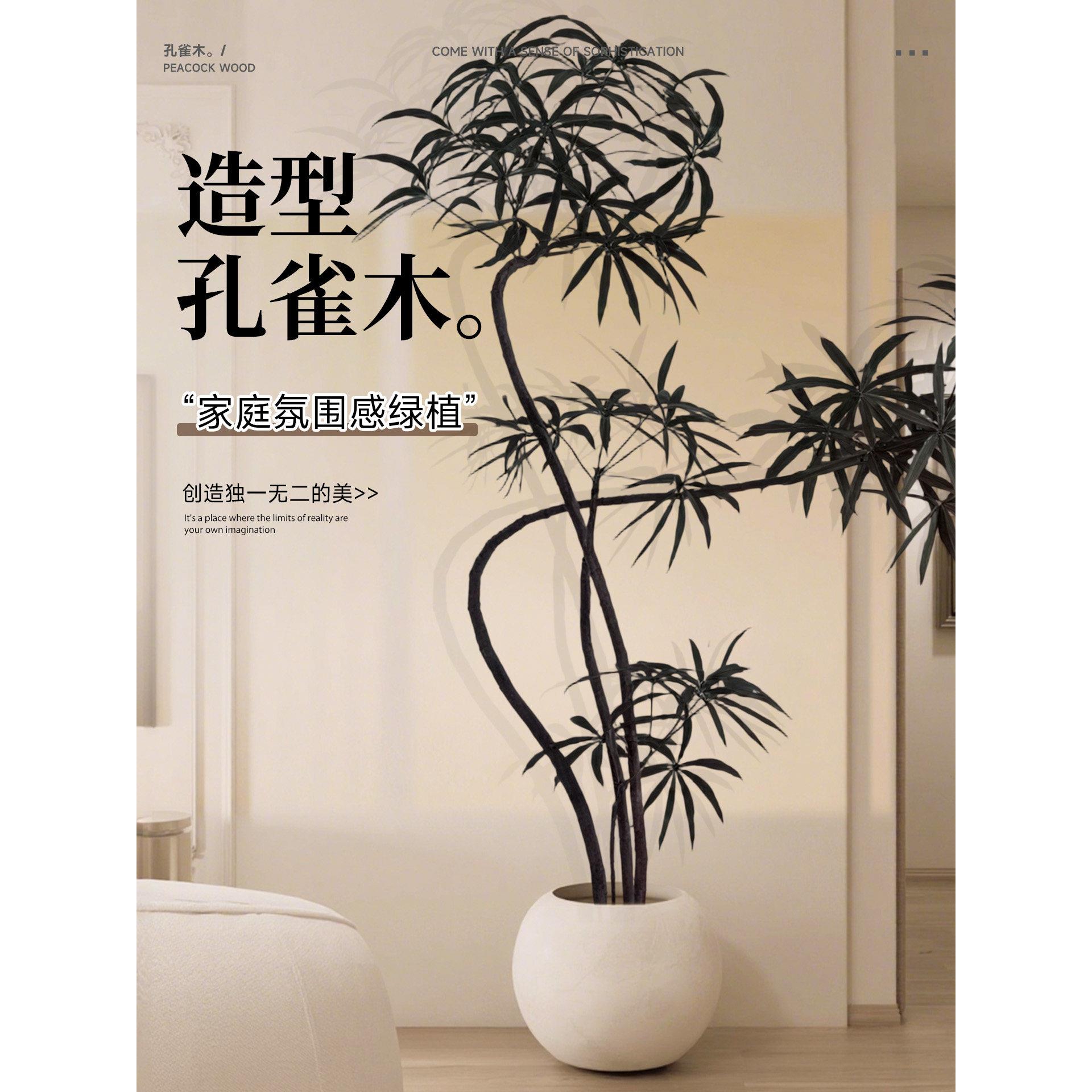 孔雀木客厅绿植室内高级感大型盆栽落地盆景阳台观叶植物四季好养