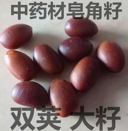 野生皂角籽双荚皂角籽大皂角籽皂角种子一份500克包邮可剥皂角米