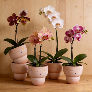 蝴蝶兰专用花盆红陶土花盆多肉石斛兰秋海棠透气吸水桌面阳台花园