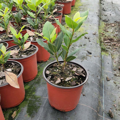 香料地中海南北方香叶树苗调料可食用四季月桂树树树常绿种植苗