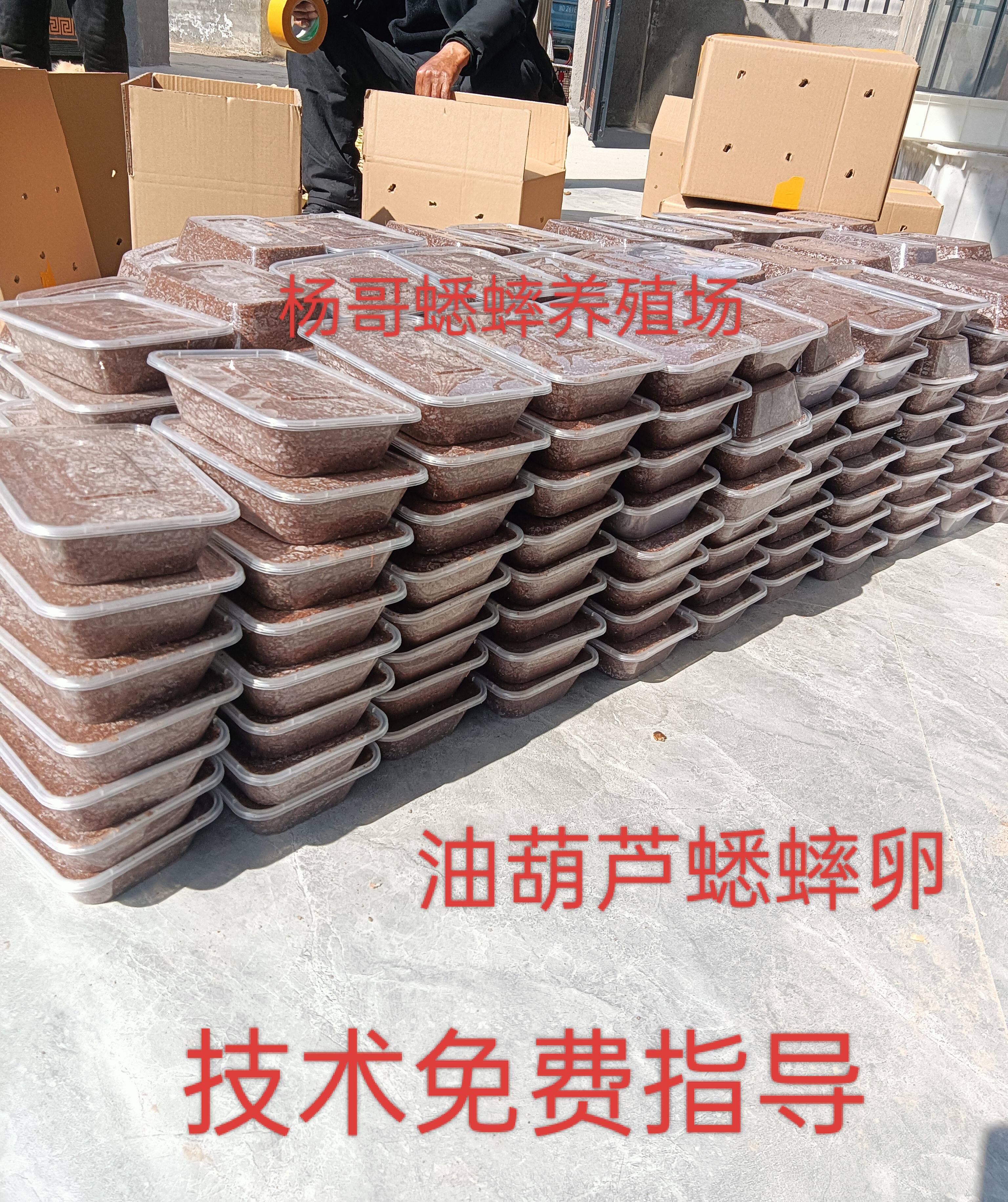 油葫芦蟋蟀卵(高密度)