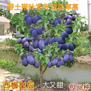 西梅李子树苗女神皇后蓝蜜嫁接苗大苗当年结果树基地适合南不包活