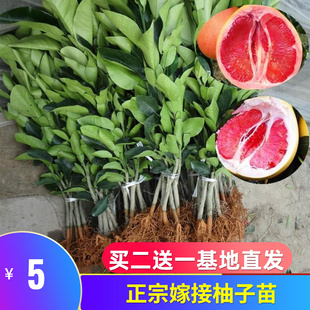 四川嫁接红心柚子树苗红柚苗三红蜜柚苗南北种植地当年结果不包活