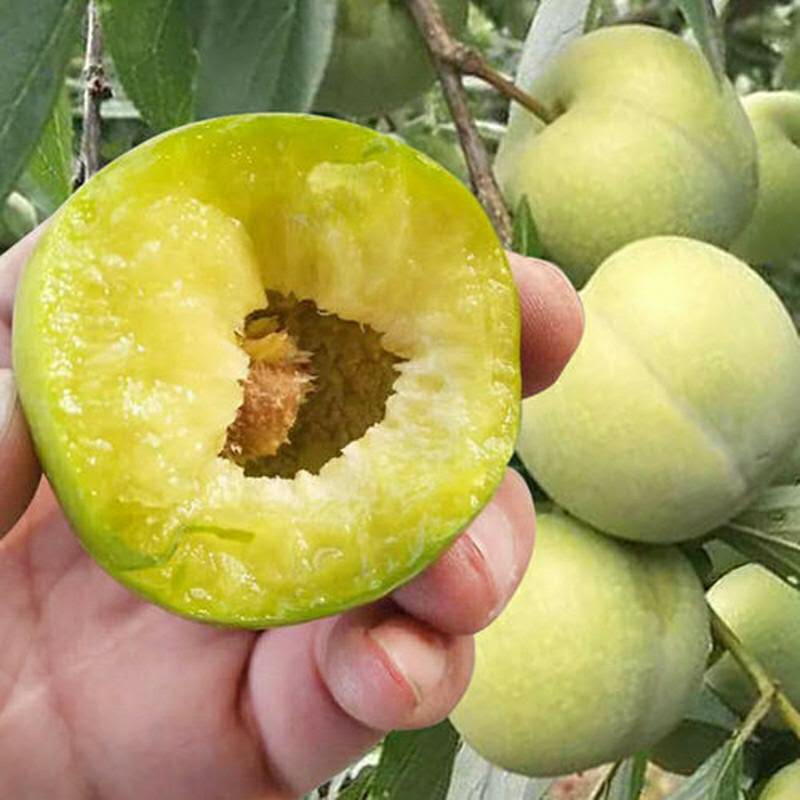 四川嫁接李子树苗汶川脆红李树苗五月脆李子树苗清脆李树苗蜂糖李