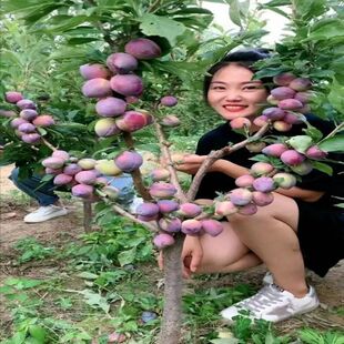 四川嫁接脆红李苗早晚熟西梅五月脆南北方种植基地直发买二送一