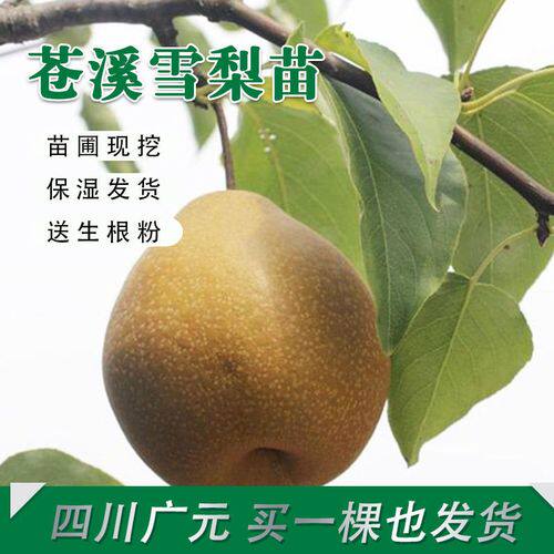 冰糖雪梨嫁接树苗大苗当年结果南北方种植盆地载包技术现挖现发 - 实物图