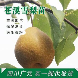 冰糖雪梨嫁接树苗大苗当年结果南北方种植盆地载包技术现挖现发