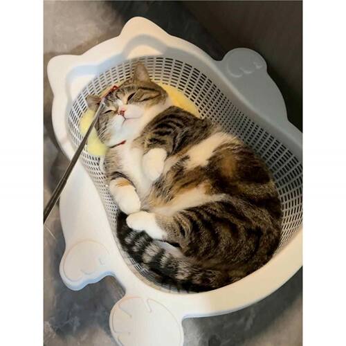 菜篮子猫窝夏季透气凉爽降温猫床加厚PP舒适耐抓垫子可水洗宠物窝