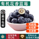 有机花香蓝莓 L25脆甜多汁孕妇宝宝健康无农残有机水果
