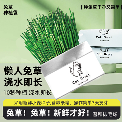 牛宠水培猫草杯中国1盒无土猫草
