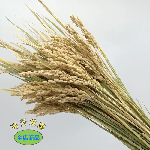 天然黄金麦穗干花大麦花束水稻装饰高粱穗五谷杂粮布景摆设仿道具