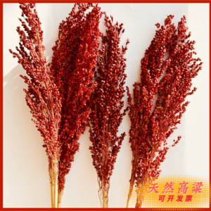 天然装饰拍摄道具高粱穗干花