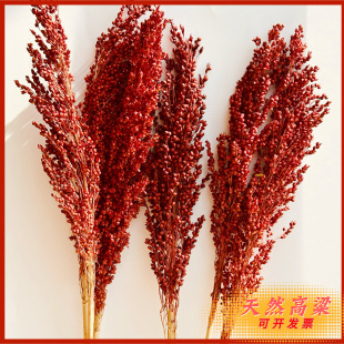 天然红高粱穗干花永生花麦穗客厅仿真拍摄五谷摆件大穗高粱花道具