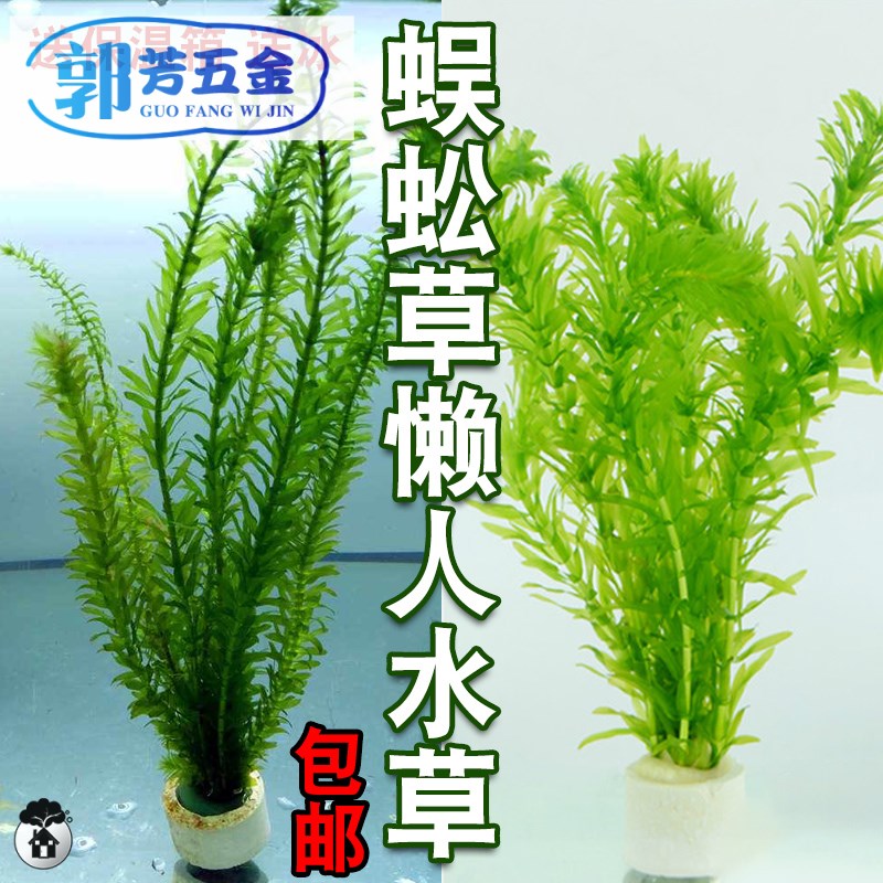 包邮蜈蚣草懒人水草金鱼藻热带鱼缸造景虾缸草缸懒人草易养活增氧 郭芳五金专营店 淘优券