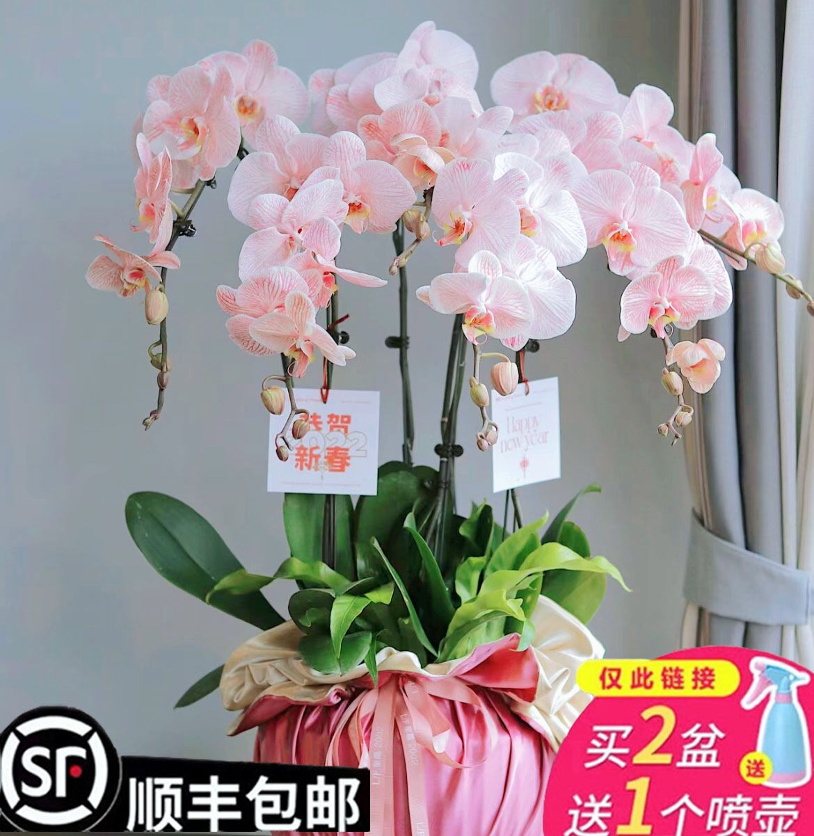 蝴蝶兰花苗鲜花盆栽带花苞花剑办公桌室内客厅四季花卉植物好养活