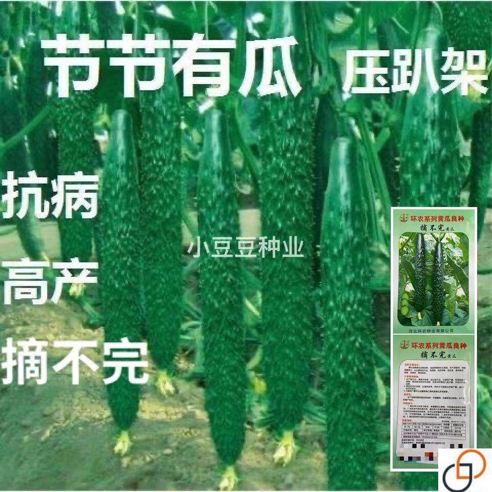 绿瓤摘不完黄瓜种子水果黄瓜节节瓜种籽易种蔬菜水果农家四季播