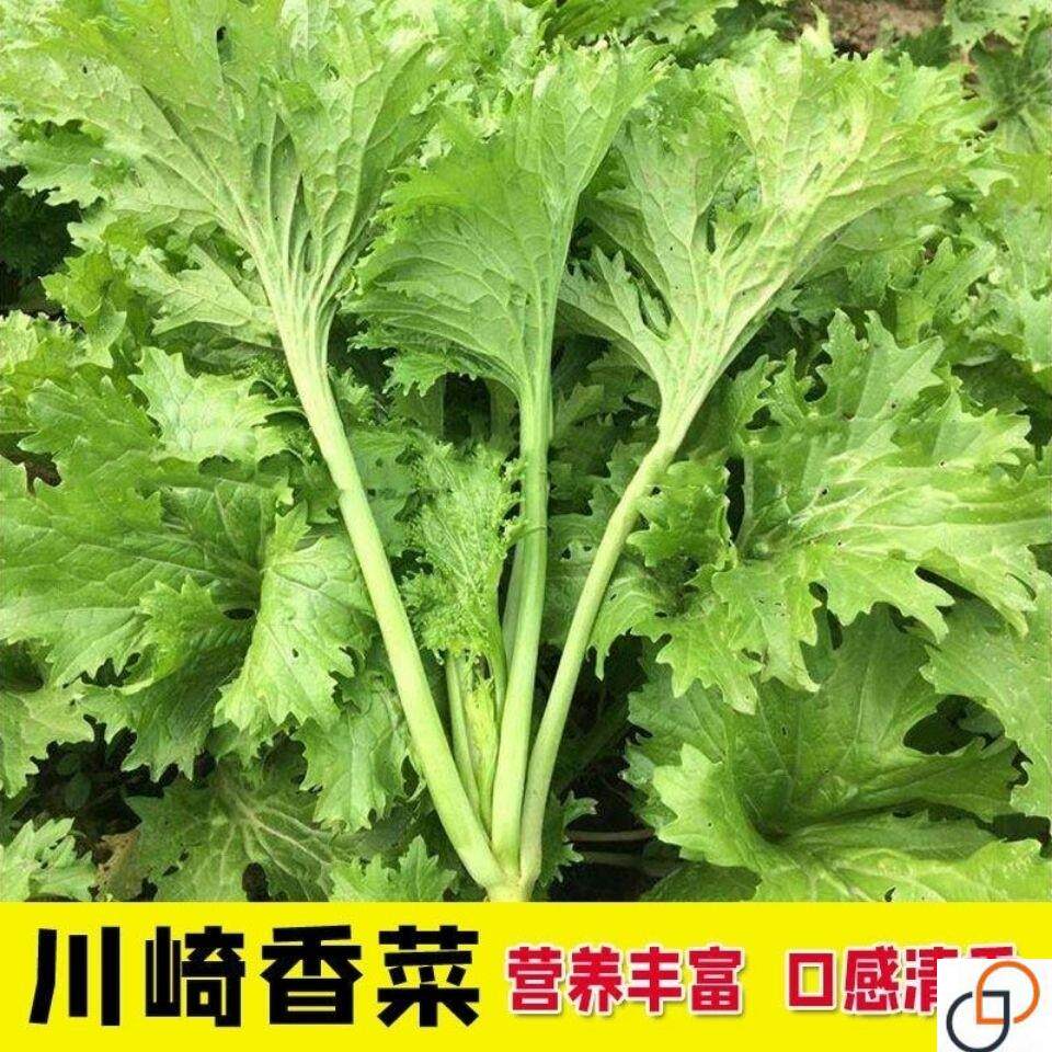 香芥菜种子四季香菜青菜籽香叶饺子菜特色菜春秋农家田园蔬菜种子