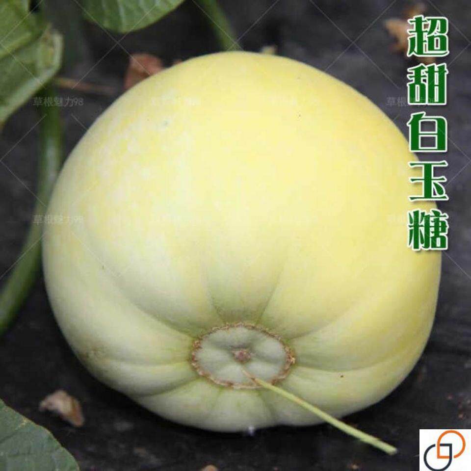 甜瓜种子香瓜种子 冰糖籽甜瓜种籽四季香瓜种子 羊角蜜甜瓜种子