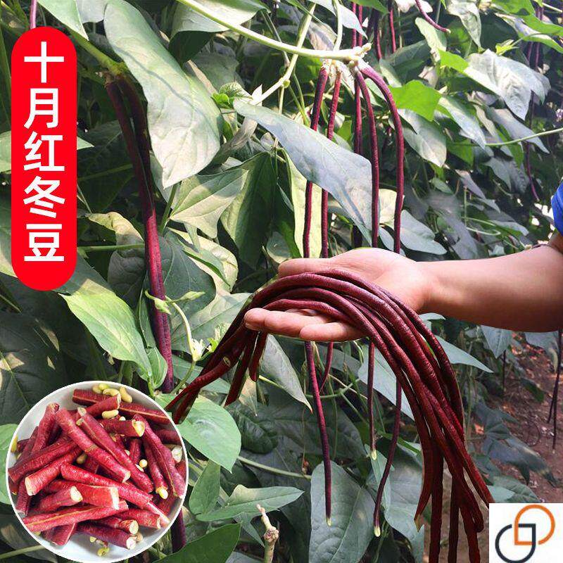 春秋红豇豆十月红冬豆角种子爬藤豇豆特长豆3-9月种大棚秋季蔬菜