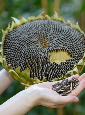 食用型向日葵种子易种高产瓜子种子食用向日葵花籽阳台大田种植