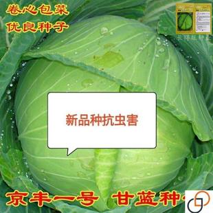 播農家田園蔬菜種子大全 甘藍種子京豐一號包心卷牛心包菜春秋四季