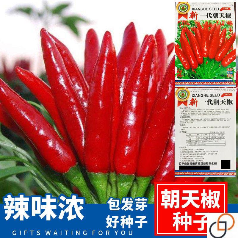 朝天椒辣椒种子大全新品种特大四季高产超辣小米辣蔬菜南方超辣