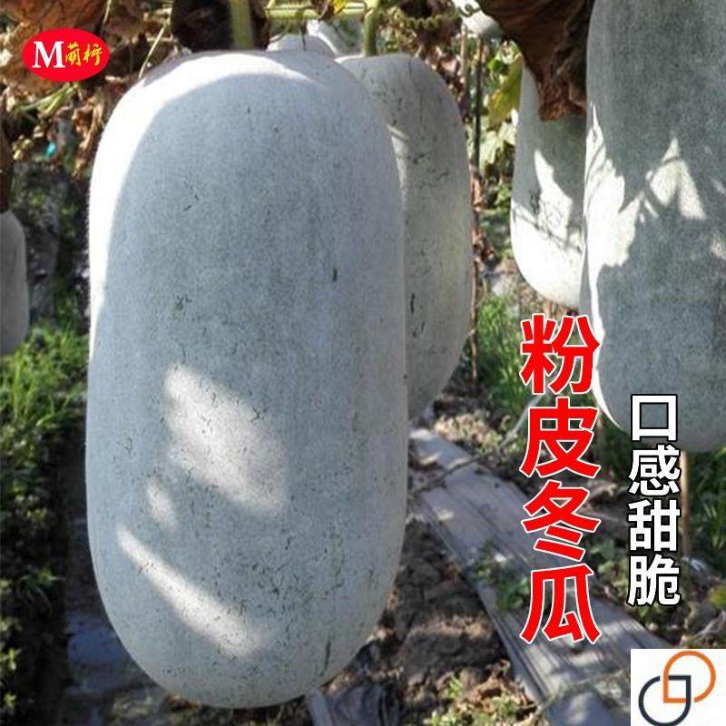 特大粉皮冬瓜种子高产白皮冬瓜种籽春季秋四季庭院种植种蔬菜种孑
