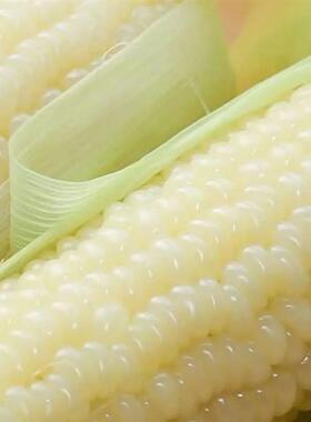 白甜加糯玉米种子甜软糯白玉米种籽高产量耐热抗病早熟粮食种子