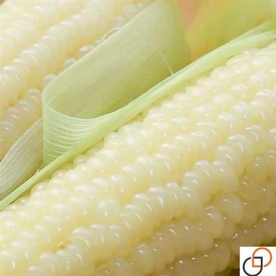白甜加糯玉米种子甜软糯白玉米种籽高产量耐热抗病早熟粮食种子