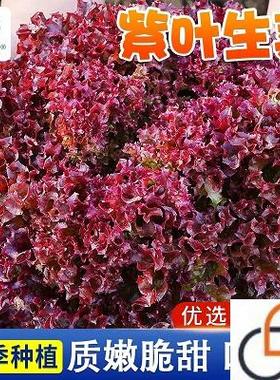 紫生菜种子种籽苗沙拉红叶紫叶紫色阳台盆栽四季蔬菜孑籽种