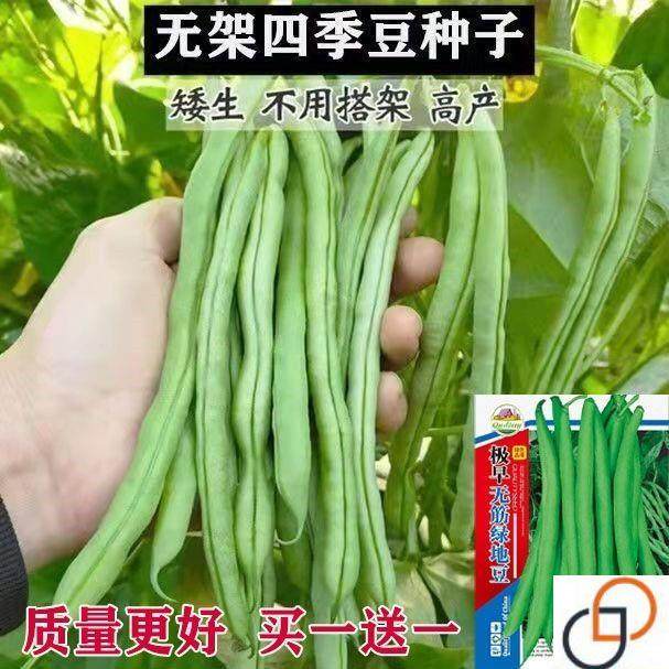 无架四季豆种子早熟高产豆角种籽阳台盆栽家庭种植不搭架扁豆地豆