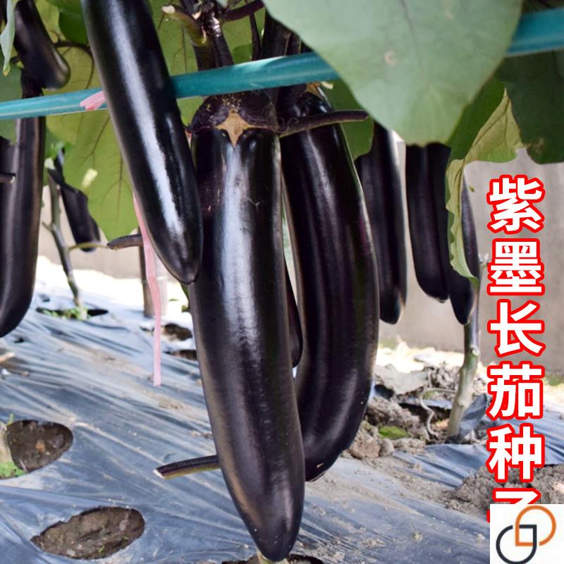 黑紫色长茄种子苗圆特大嫁接茄苗四季长茄子种籽秧苗蔬菜孑秧大全