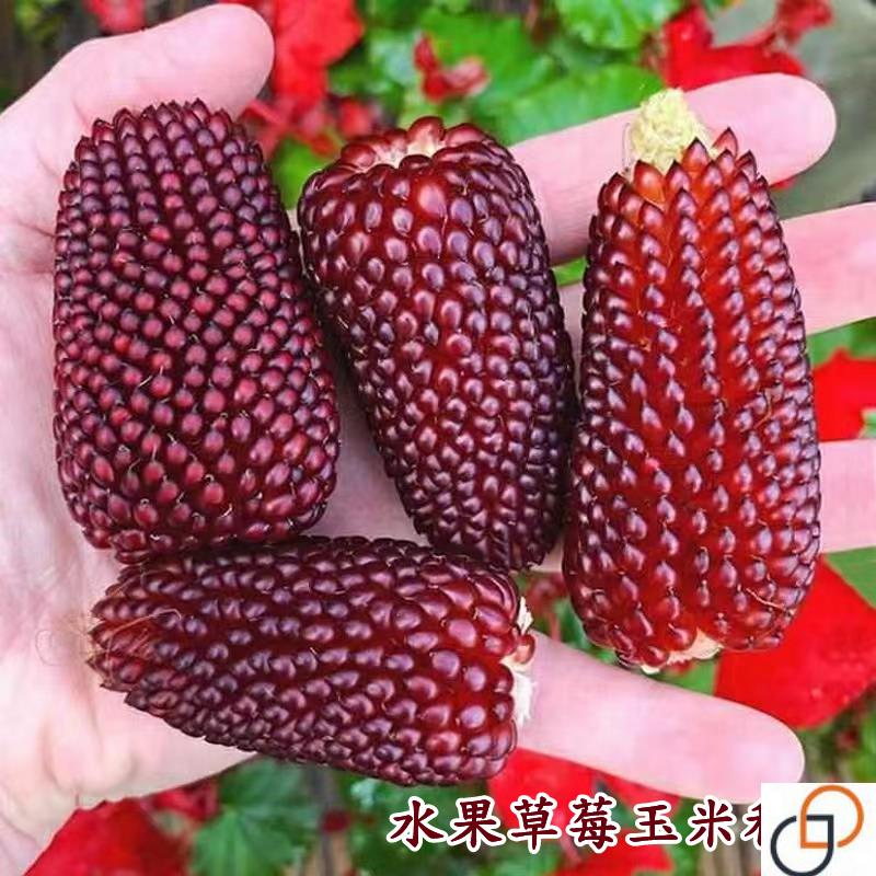 草莓水果甜玉米种子种籽可生食观赏迷你家庭四季盆栽孑菠萝玉米种